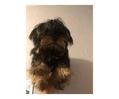 Beautiful doll face Morkie for sale - 5