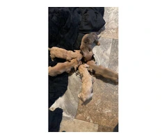 5 shorthaired mini dachshunds - 2