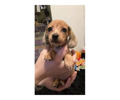 5 shorthaired mini dachshunds - 4