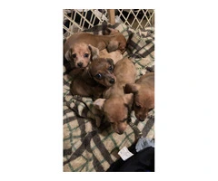5 shorthaired mini dachshunds - 5