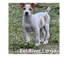 Registered Jack Russell Terrier Puppies for sale