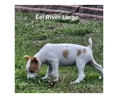 Registered Jack Russell Terrier Puppies for sale - 2