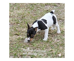 Registered Jack Russell Terrier Puppies for sale - 3