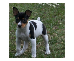 Registered Jack Russell Terrier Puppies for sale - 4