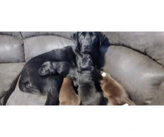 GSP Lab Mix Puppies for sale - 2