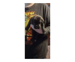 GSP Lab Mix Puppies for sale in Johnstown - Puppies for Sale Near Me