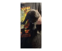 GSP Lab Mix Puppies for sale - 4