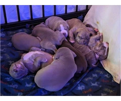 Cutest pitbull puppies