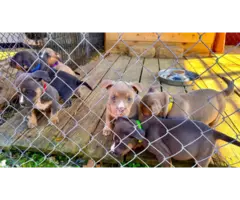 6 American Bully puppies for sale - 4