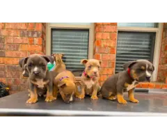 6 American Bully puppies for sale - 5