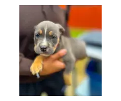 6 American Bully puppies for sale - 6