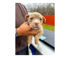 6 American Bully puppies for sale - 7