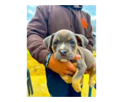 6 American Bully puppies for sale - 9