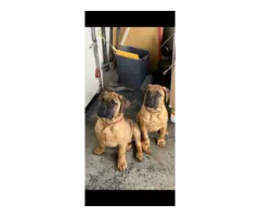 2 AKC Bullmastiff puppies for sale - 5