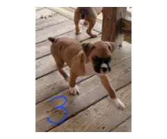 2 male Boxers for adoption - 2