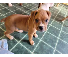 2 male Boxers for adoption - 5