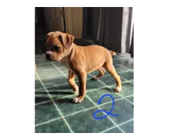 2 male Boxers for adoption - 6
