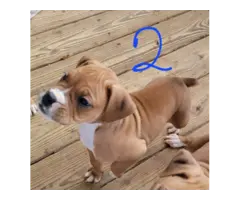 2 male Boxers for adoption - 8