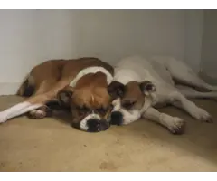 2 male Boxers for adoption - 9