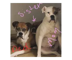 2 male Boxers for adoption - 10