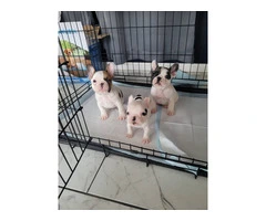 3 cute Frenchie pups for sale