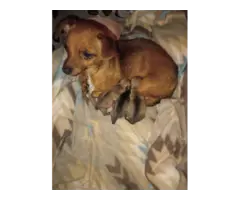 Chihuahua puppies - 7