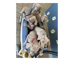 8 Weimaraner Puppies for sale