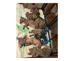 8 Weimaraner Puppies for sale - 3