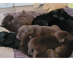 Stunning Chocolate and Black Labrador Retriever pups - 2