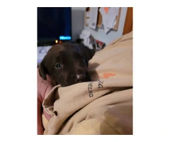 Stunning Chocolate and Black Labrador Retriever pups - 4