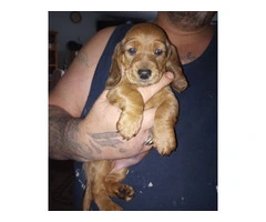 Cute Doxie Hound Puppies $100