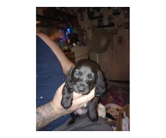 Cute Doxie Hound Puppies $100 - 2