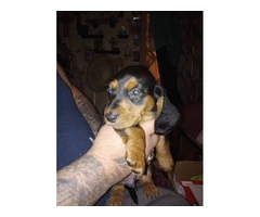 Cute Doxie Hound Puppies $100 - 3