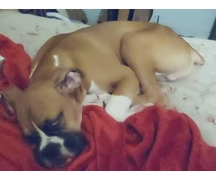 Ryker: Pure Boxer Puppy Ready for a Loving Home