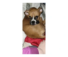 Ryker: Pure Boxer Puppy Ready for a Loving Home - 4