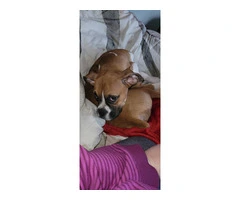 Ryker: Pure Boxer Puppy Ready for a Loving Home - 5