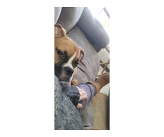 Ryker: Pure Boxer Puppy Ready for a Loving Home - 6