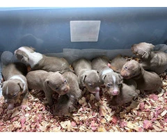 Lilac tri Pitbull puppies for sale