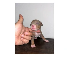 Lilac tri Pitbull puppies for sale - 2
