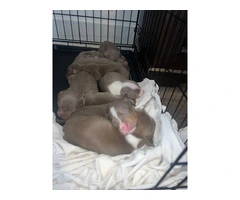 Lilac tri Pitbull puppies for sale - 3