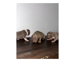 Lilac tri Pitbull puppies for sale - 4
