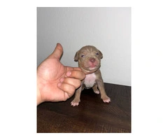 Lilac tri Pitbull puppies for sale - 5