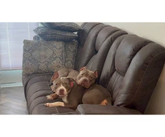 Lilac tri Pitbull puppies for sale - 6