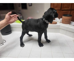 2 black German shorthaired pointer puppies for sale