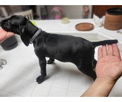 2 black German shorthaired pointer puppies for sale - 2