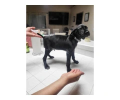 2 black German shorthaired pointer puppies for sale - 3