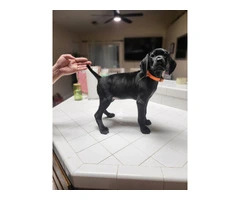 2 black German shorthaired pointer puppies for sale - 4