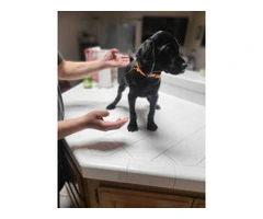 2 black German shorthaired pointer puppies for sale - 5