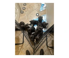 6 German Pit puppies for sale - 2
