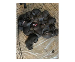 6 German Pit puppies for sale - 3